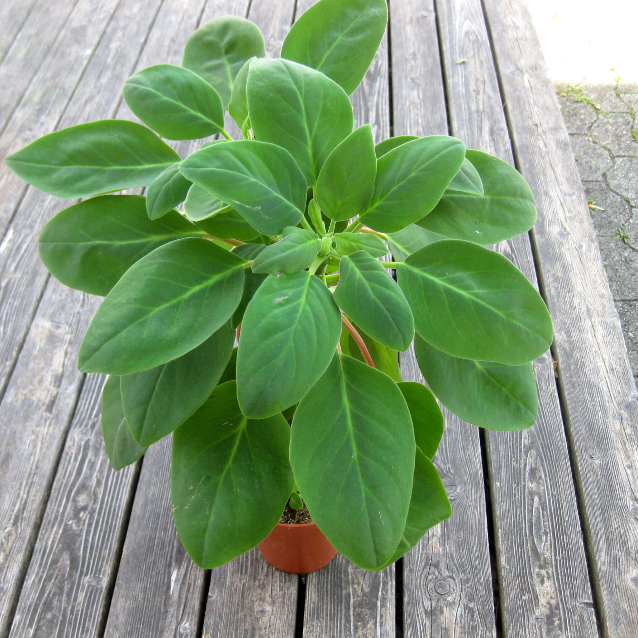 Peperomia liadensis ‚velvet tree‘ in Zürich Sachenmacher.ch