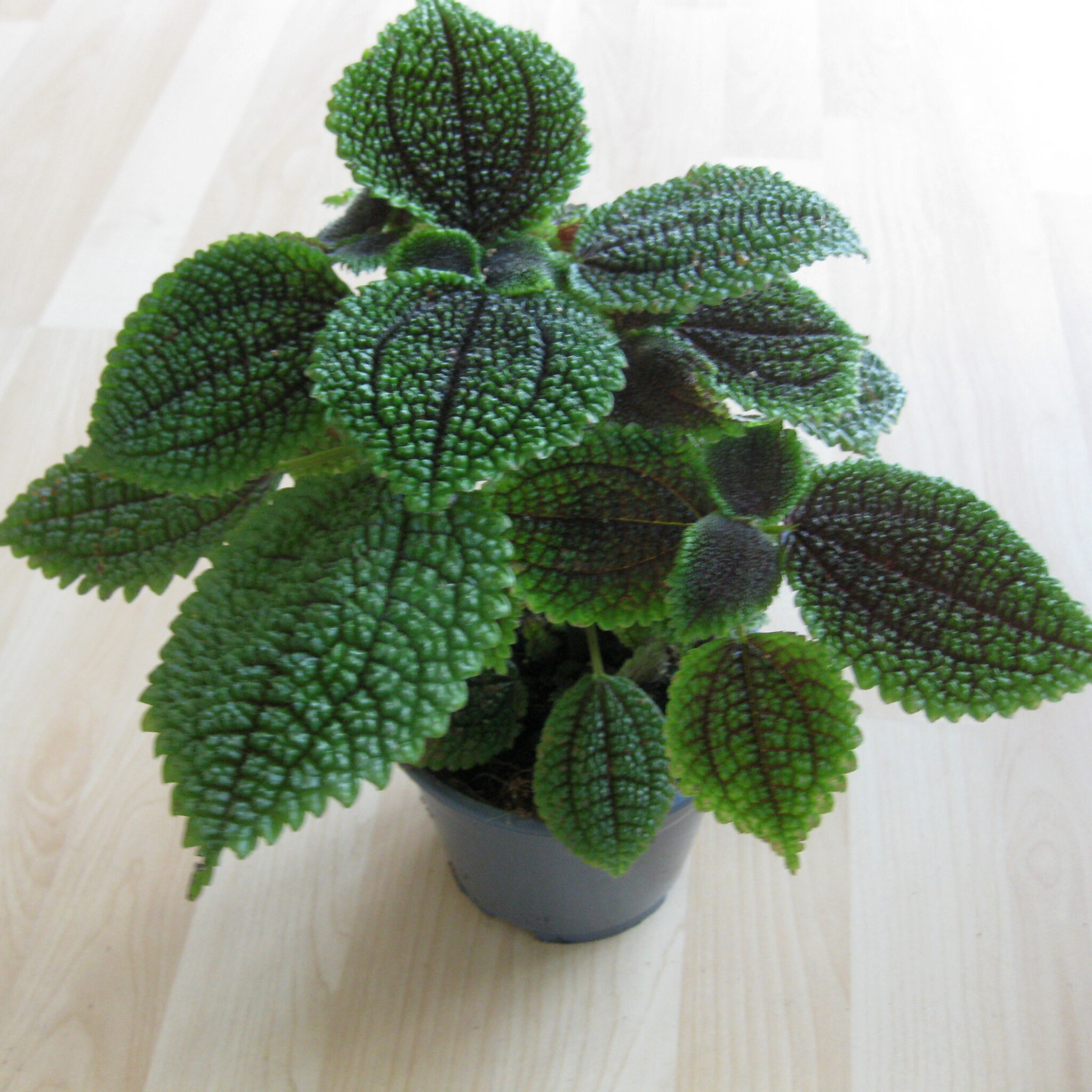 Pilea involucrata 'moonvalley' in Zürich Sachenmacher.ch