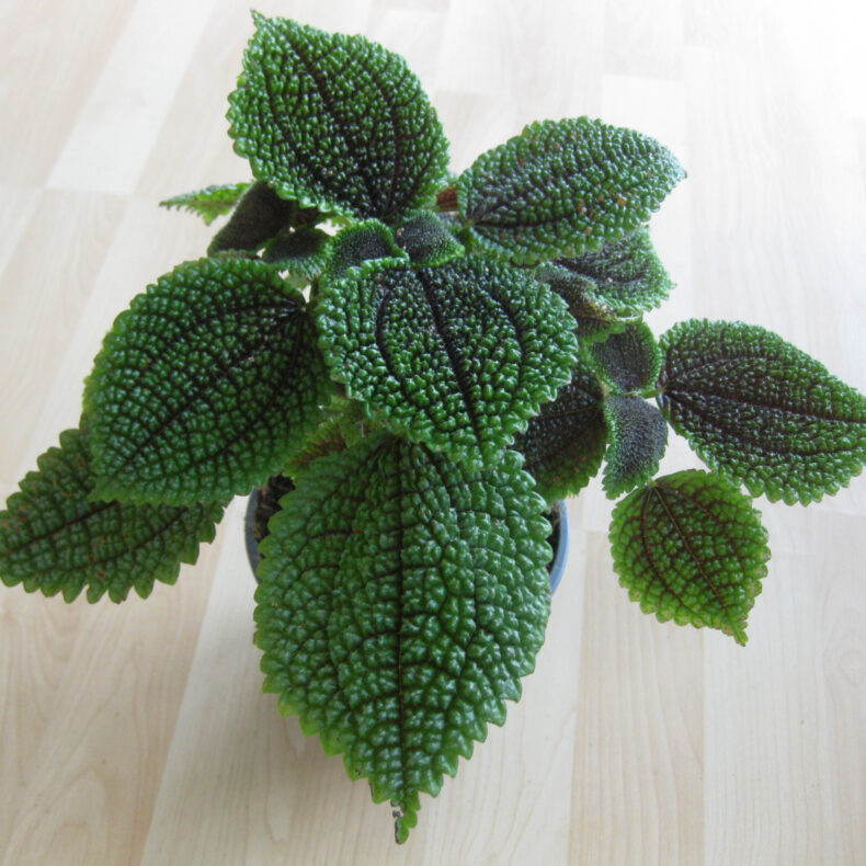 Pilea involucrata 'moonvalley' – Bild 3