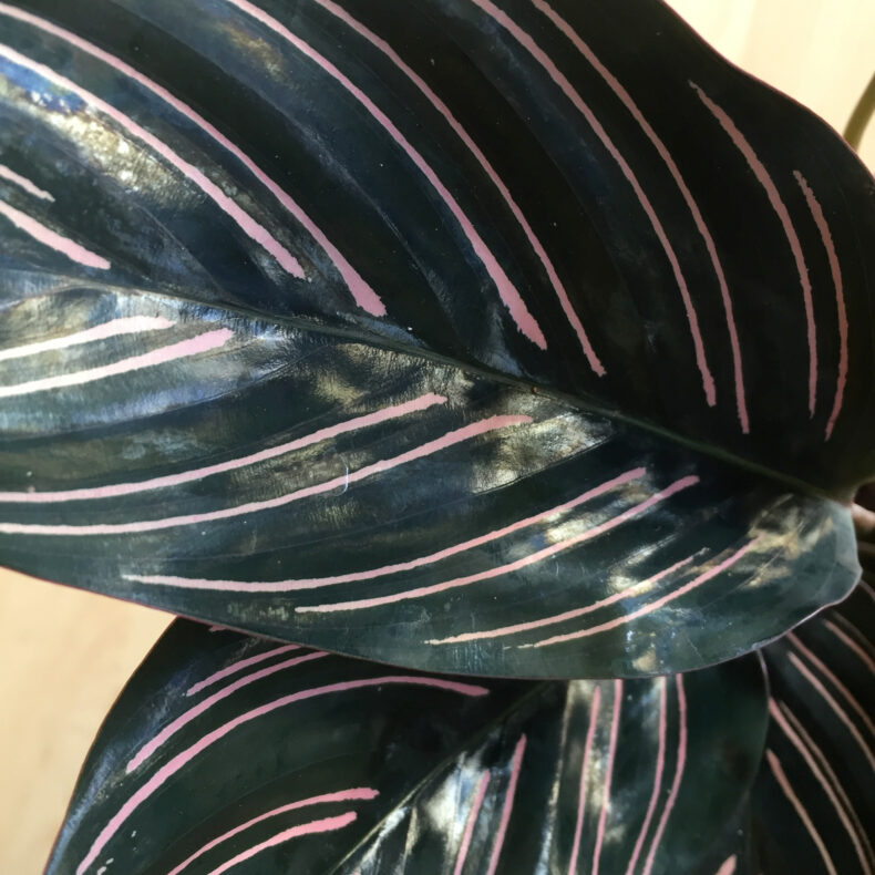Calathea Sanderiana – Bild 4