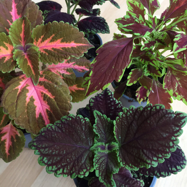 Coleus – Bild 3