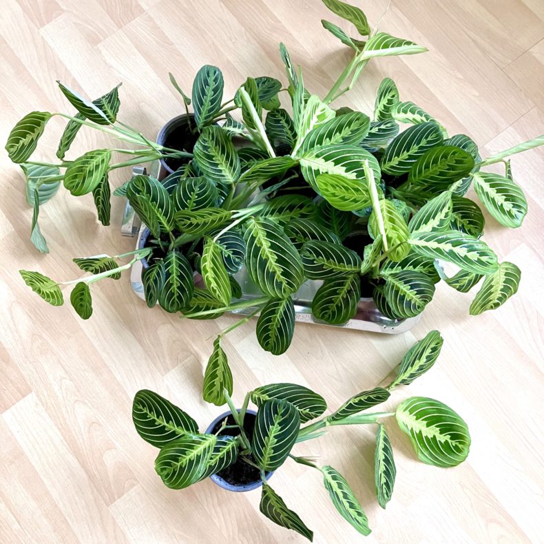 Maranta leuconeura 'lemon lime' – Bild 2