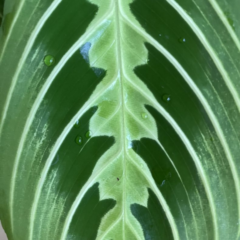 Maranta leuconeura 'lemon lime' – Bild 4